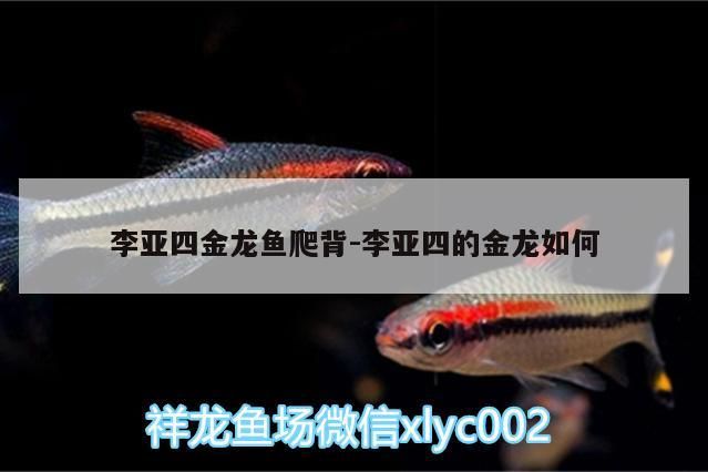 亞四金龍魚爬背，探秘其金龍的獨特