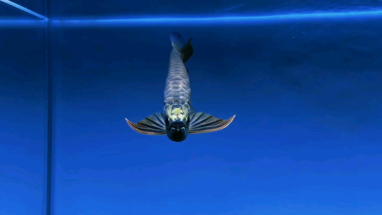 水幕金，璀璨光影下的夢(mèng)幻奇景與獨(dú)特藝術(shù)魅力