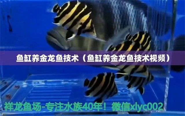 龍魚缸過濾配置全攻略，方法、