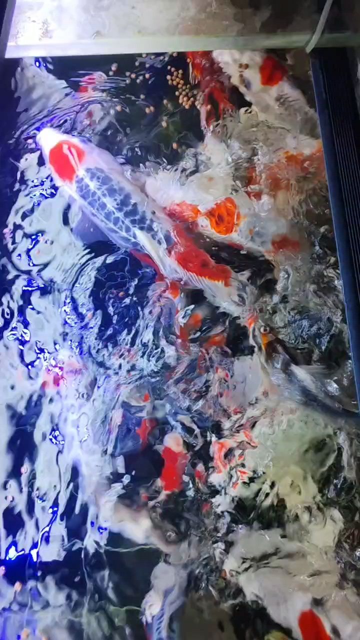 周末愜意時光，享受喂魚之樂，感受自然與生活的