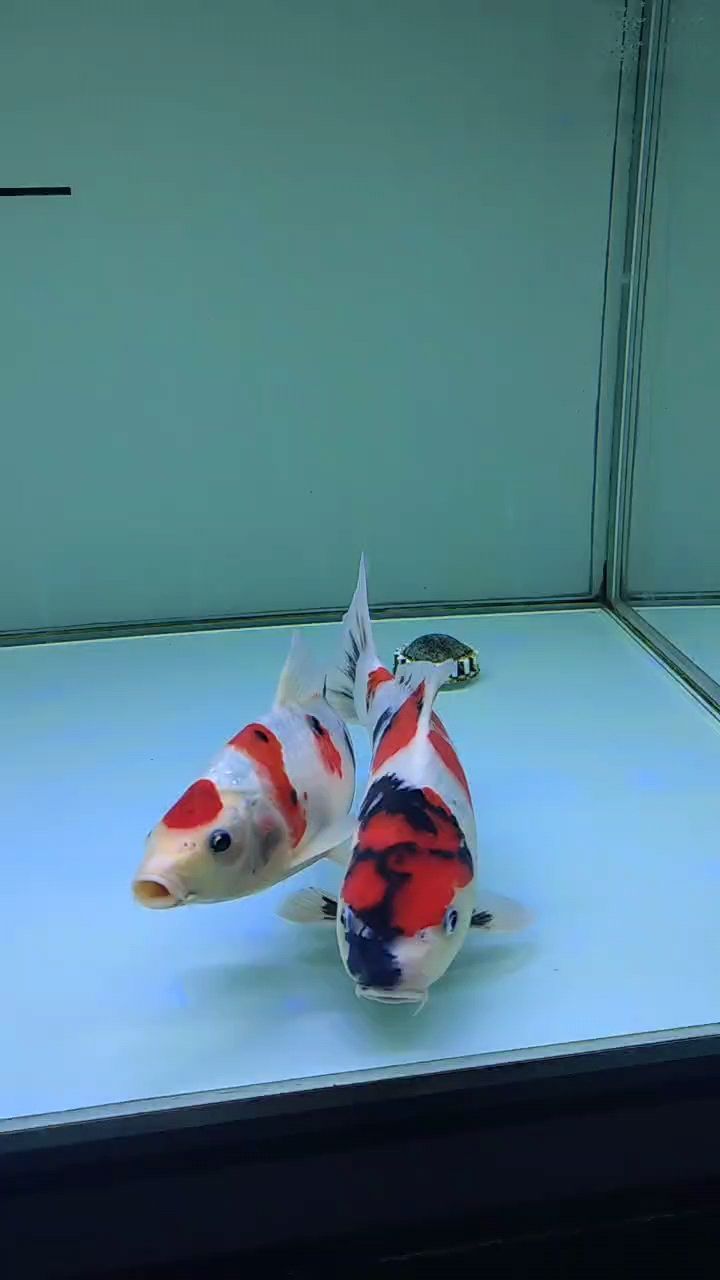 記錄小可愛，魚缸養(yǎng)漂亮魚，開啟趣味