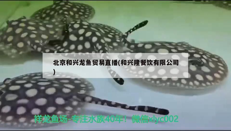 和興龍魚貿易直播，探尋和興隆餐飲背后的水產奧秘