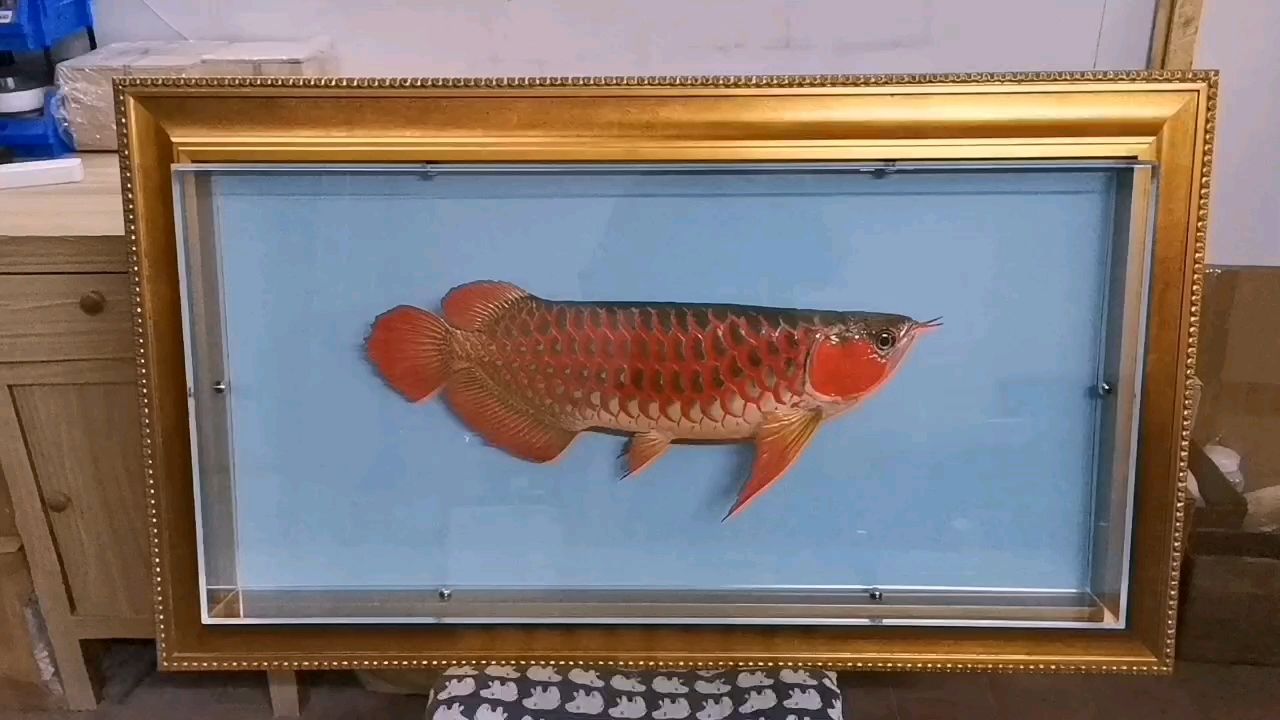 龍魚標本，探秘水下精靈的