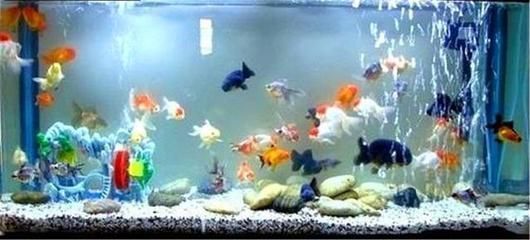 和興龍魚品質(zhì)服務(wù)如何？