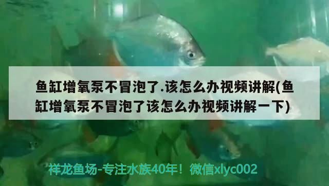 增氧泵不冒泡？別急，視頻詳解故障排查