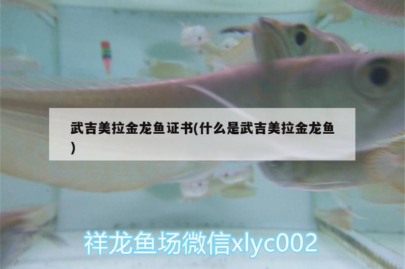 銀龍魚 吉美拉金龍魚證書全解析,探尋武吉美拉金龍魚的神秘 武吉美拉金龍魚 吉美拉金龍魚證書全解析,探尋武吉美拉金龍魚的神秘 吉美拉金龍魚證書全解析,探尋武吉美拉金龍魚的神秘 武吉美拉金龍魚