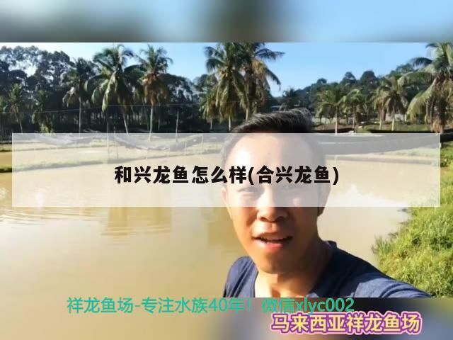 和興龍魚（合興龍魚）品質、服務及市場口碑究竟如何？