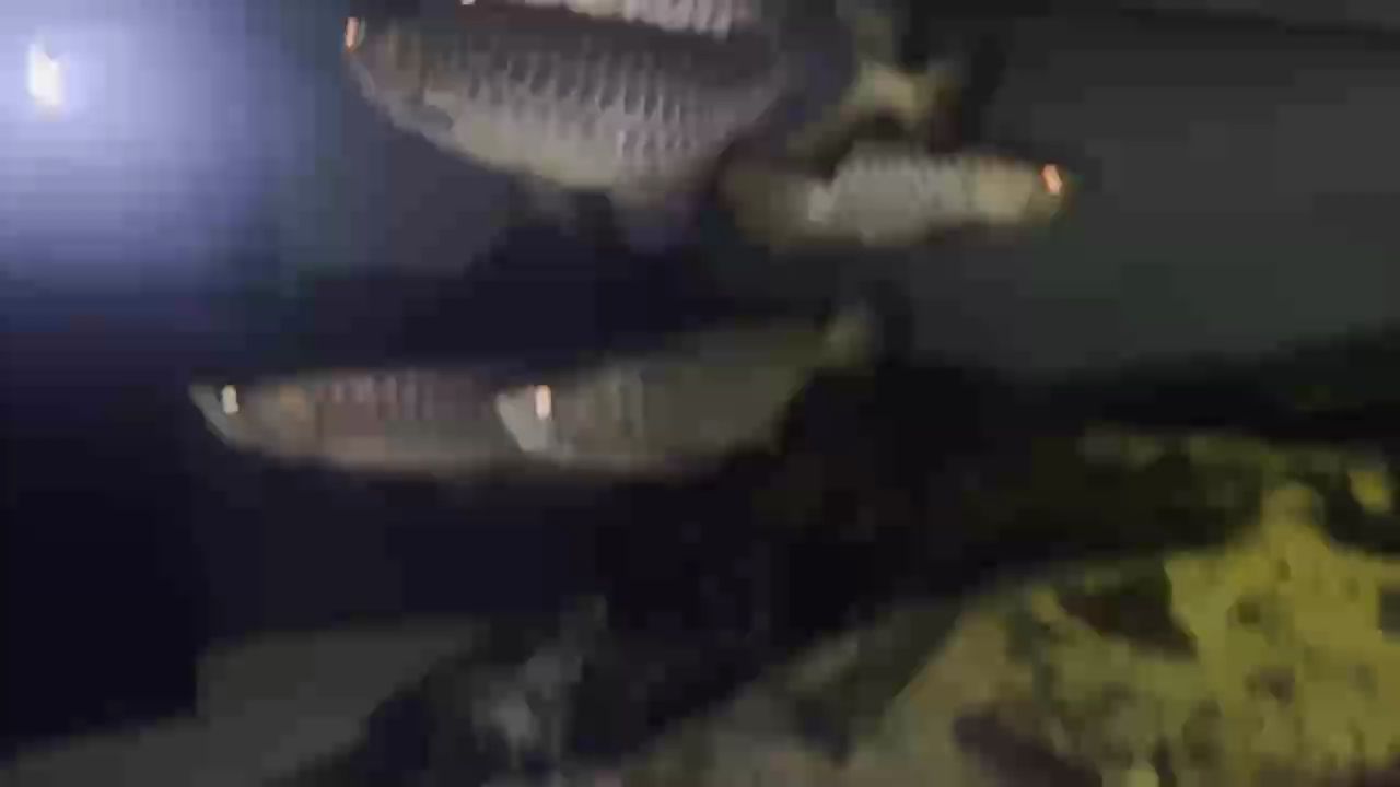 龍魚缸里的神秘夜，探尋夜晚究竟