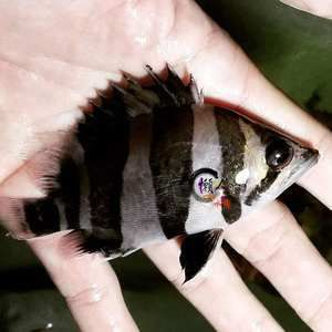 魚三紋與四紋如何區分？
