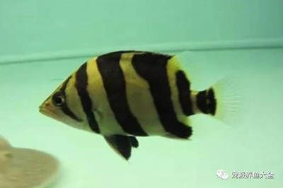 魚三紋與四紋如何區分？