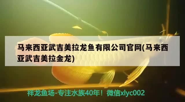 西亞武吉美拉龍魚有限公司官網，探秘馬來西亞武吉美