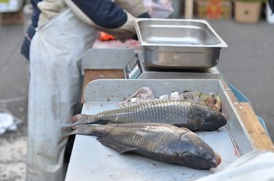 騰金龍魚品種純度鑒別方法，特征、技巧與科學