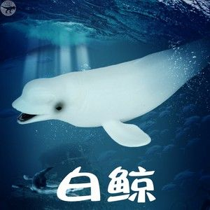 地灣奇妙水世界，靈動魟魚的別樣生活與