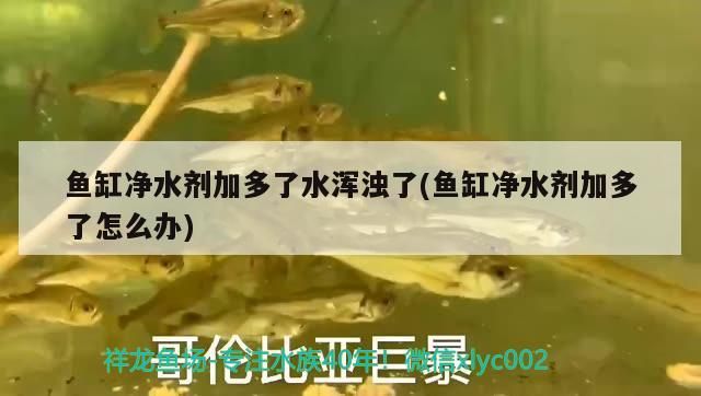 地灣奇妙水世界，靈動魟魚的別樣生活與