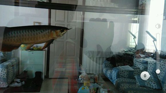 龍魚發色全解析，從幼苗到艷麗的蛻變