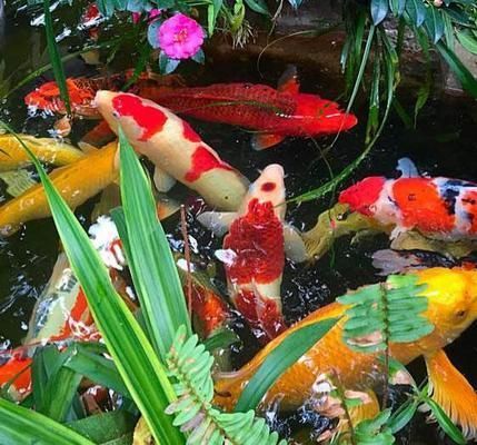 魚缸 錦鯉池冬季換水時長及冬季養魚實用技巧詳解 吉印水族 錦鯉池冬季換水時長及冬季養魚實用技巧詳解 錦鯉池冬季換水時長及冬季養魚實用技巧詳解 吉印水族