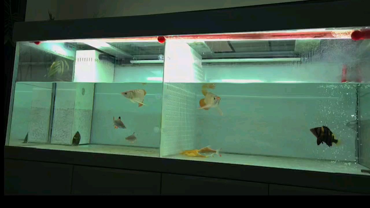 新入成員,初來乍到的他們,將給團隊帶來哪些新變化? 龍魚論壇 第1張 新入成員,初來乍到的他們,將給團隊帶來哪些新變化? 新入成員,初來乍到的他們,將給團隊帶來哪些新變化? 龍魚論壇 第1張