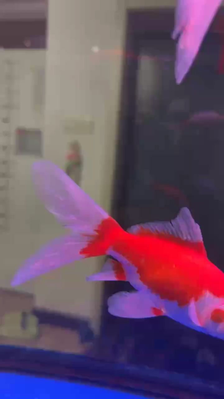 求大神看看我這魚尾巴，是否生病了？求解答！