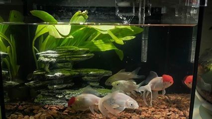 身蝴蝶鯉壽命探秘，究竟能