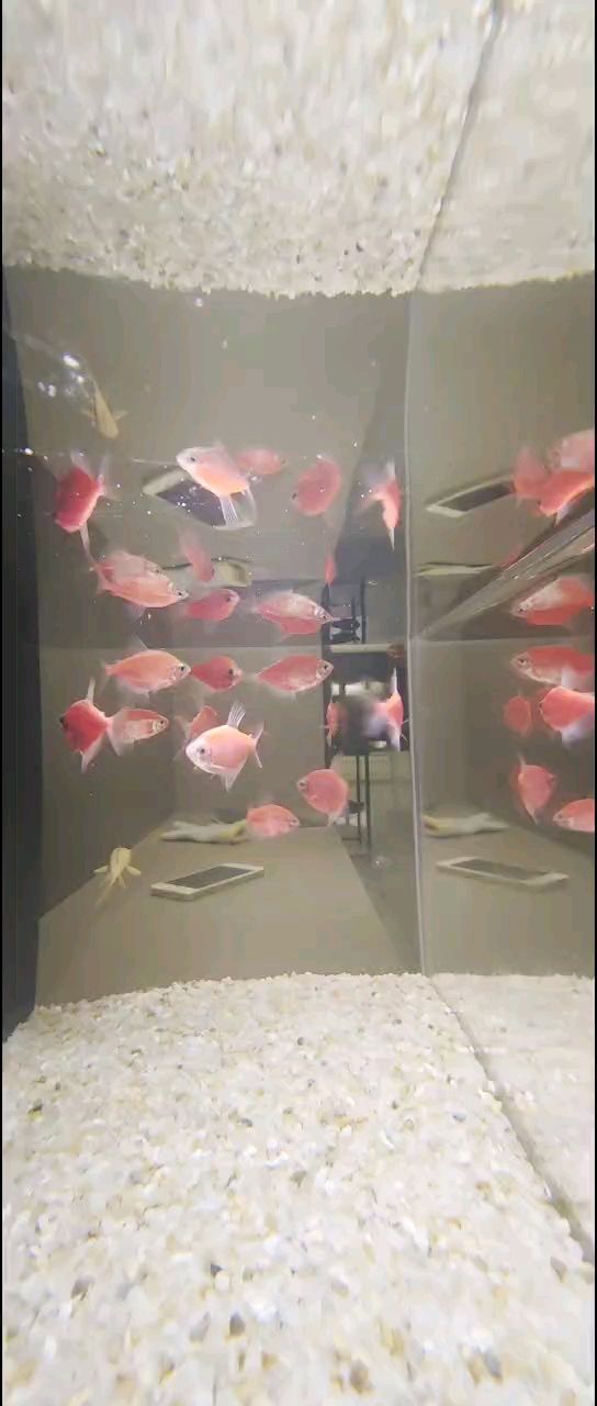 誰知道這條魚叫什么？