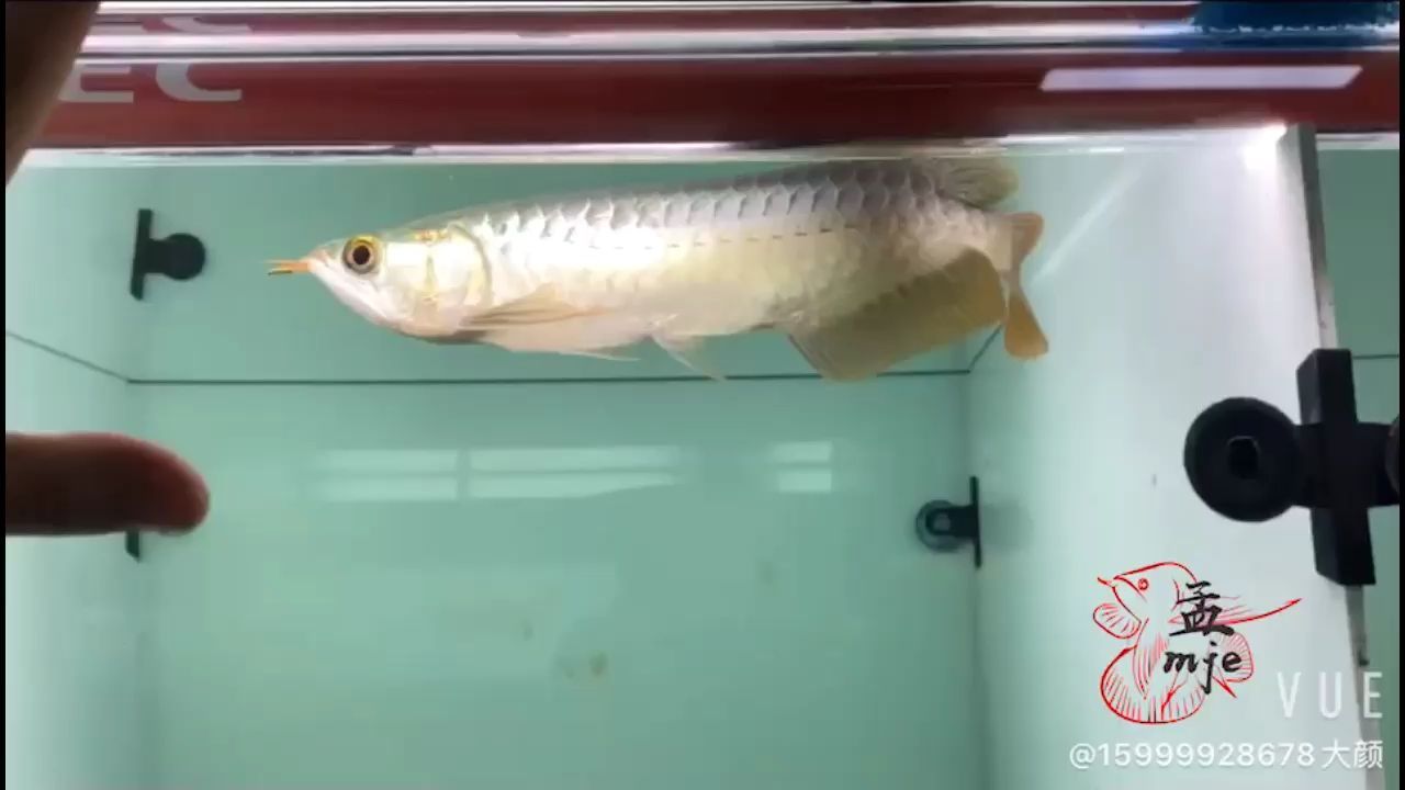吉爾～小孟微瑕優(yōu)惠來(lái)襲，品質(zhì)好物等你來(lái)挑選