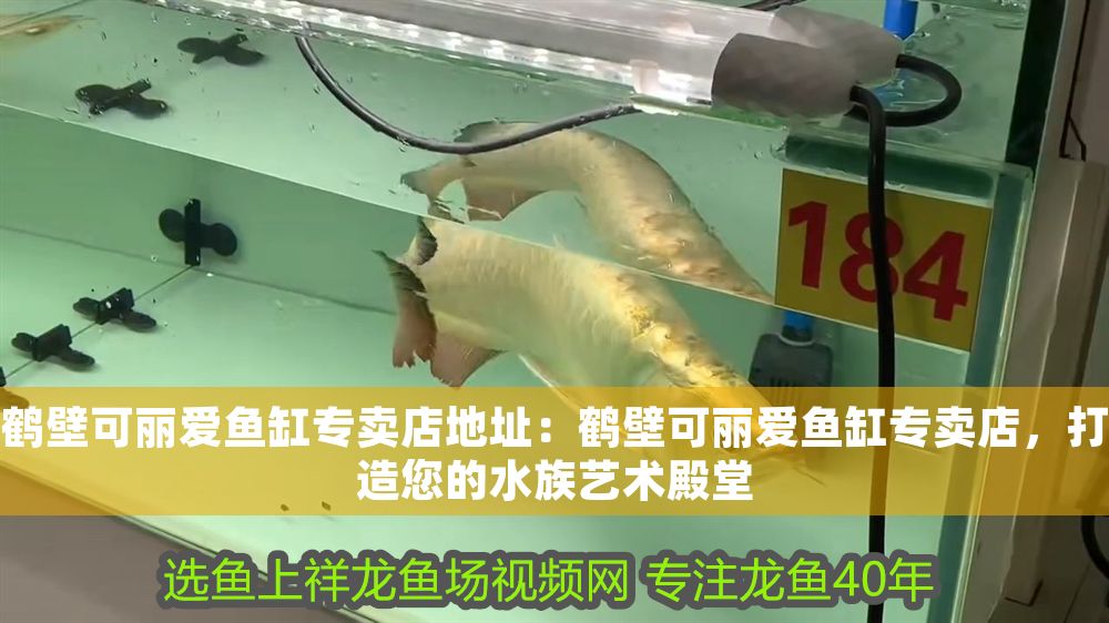 壁可麗愛魚缸專賣店地址在哪？