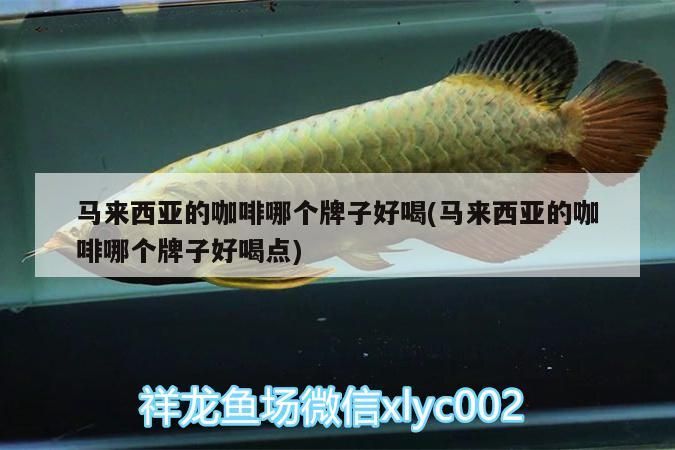西亞咖啡好喝品牌大盤點，哪個牌子更值得一試？