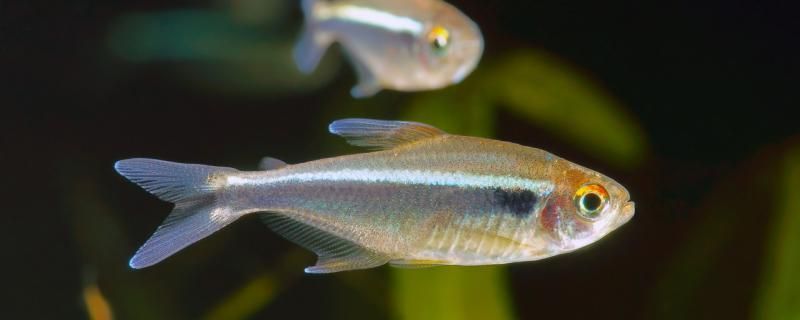 出生小魚苗的過濾選擇與養(yǎng)活方法，新手養(yǎng)魚必