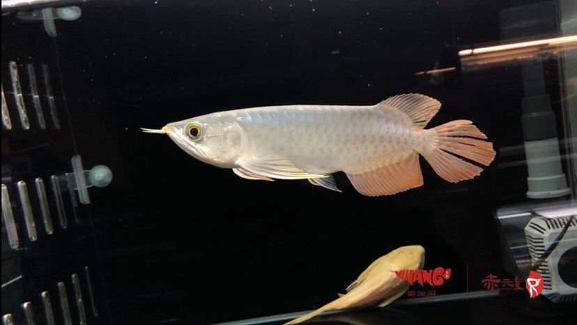 元素越級精品小紅龍，獨(dú)特魅力與卓越品質(zhì)的驚艷