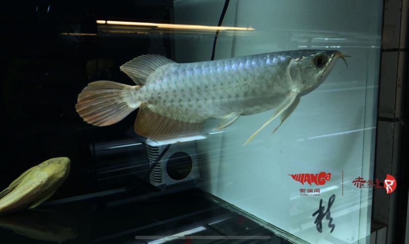 元素越級精品小紅龍，獨特魅力與卓越品質的驚艷