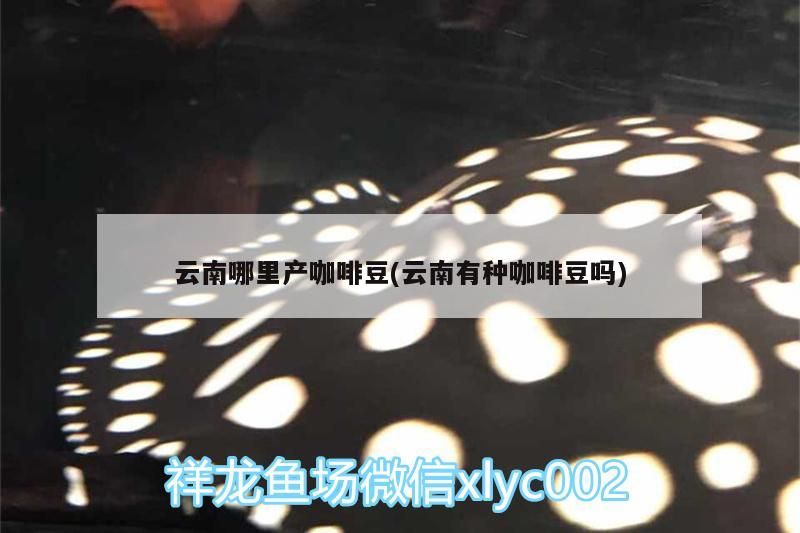 云南哪里產咖啡豆(云南有種咖啡豆嗎)