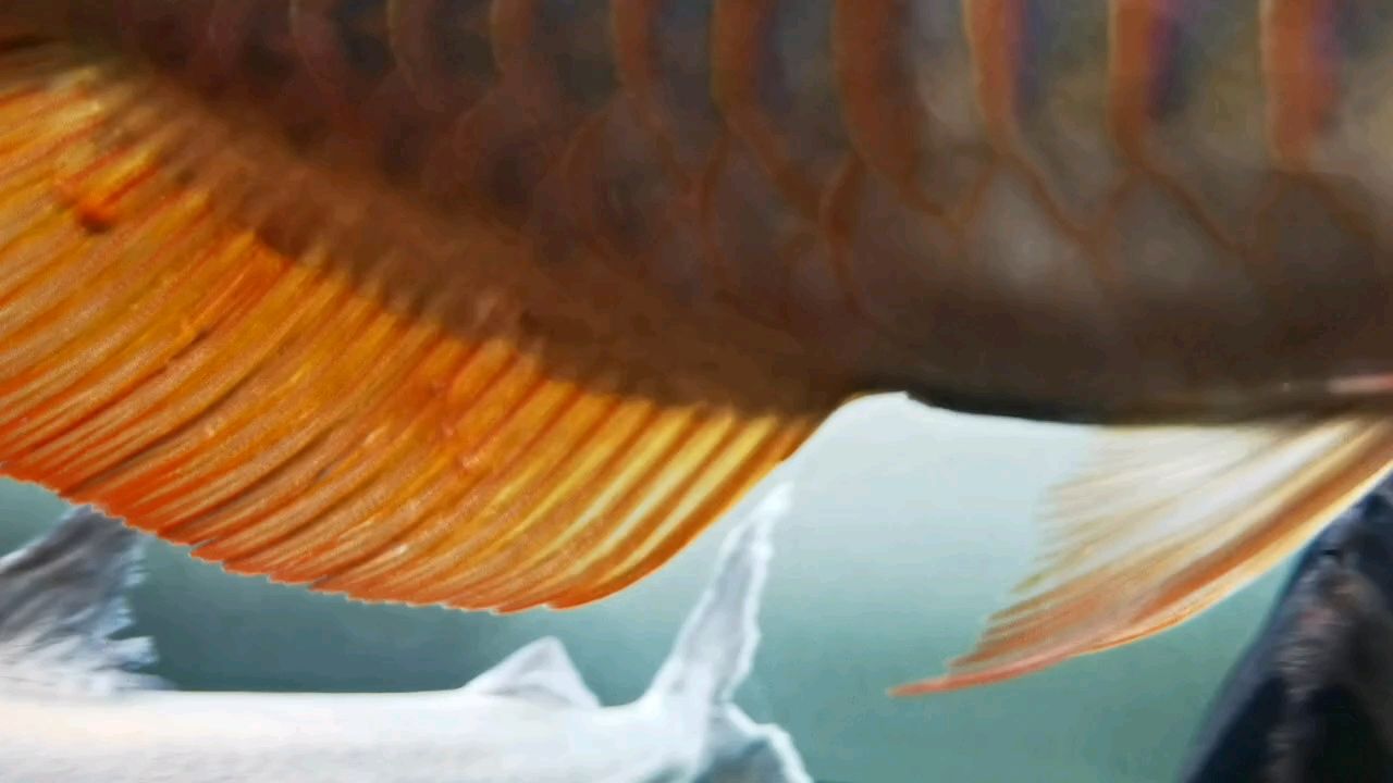 魚尾巴長疙瘩原因剖析及有效治療方法