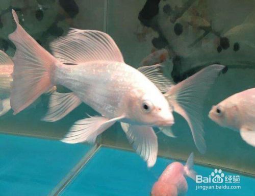 蝴蝶鯉價格高昂，稀缺性、培育難等多因素致其身價