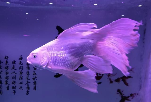 鯉普身與短身孰優孰劣？