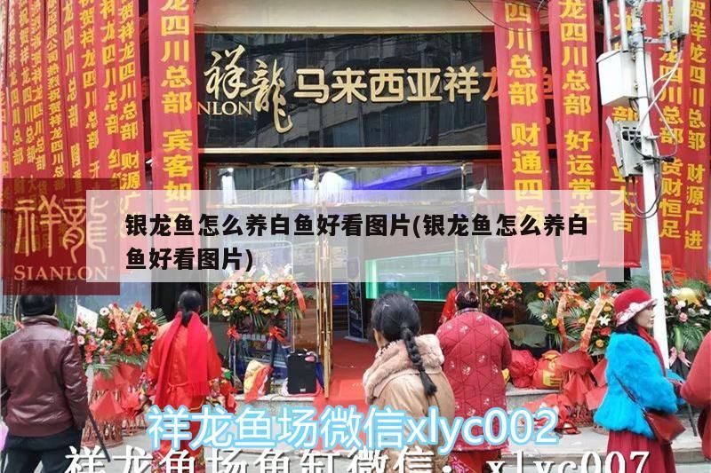 龍魚與白魚混養技巧及觀賞圖鑒，打造