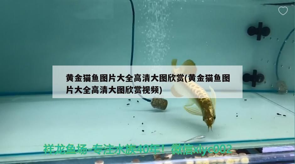 哪些食物不適合龍魚翻鰓手術(shù)后恢復(fù)（龍魚翻鰓手術(shù)后多久可以恢復(fù)正常飲食龍魚翻鰓手術(shù)后多久可以恢復(fù)）