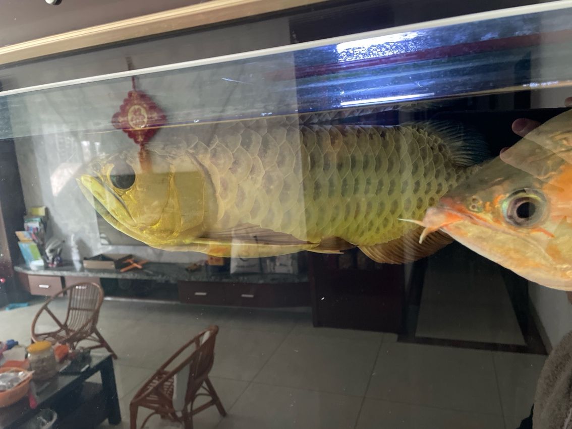 金龍超低價出，品質不打折，搶購實惠好物