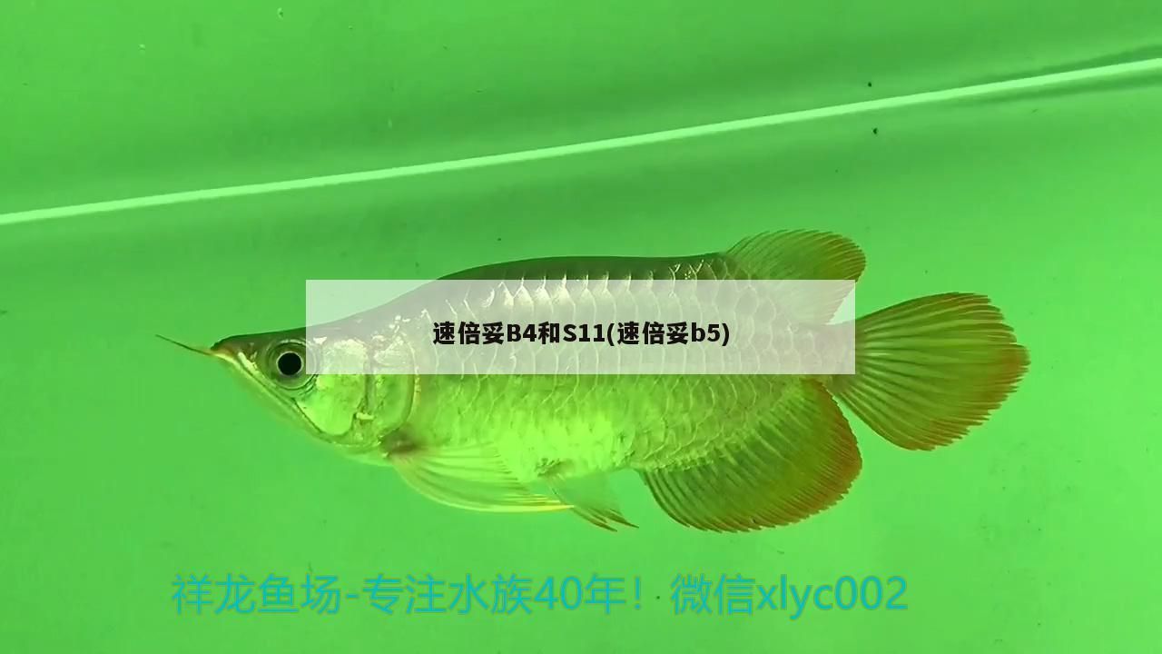 倍妥B4、S11及B5，特性、