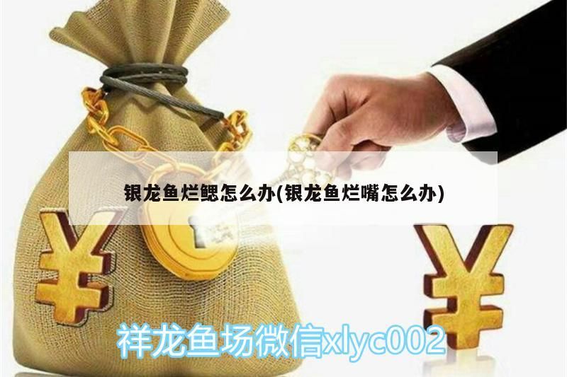 龍魚爛鰓爛嘴別慌，防治方法及護理要點詳解