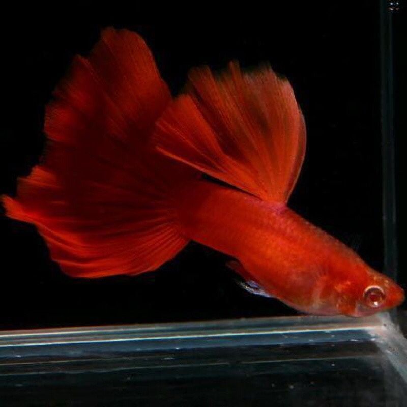 觀賞魚品種之熱帶海水魚，起源演變及常見品種全