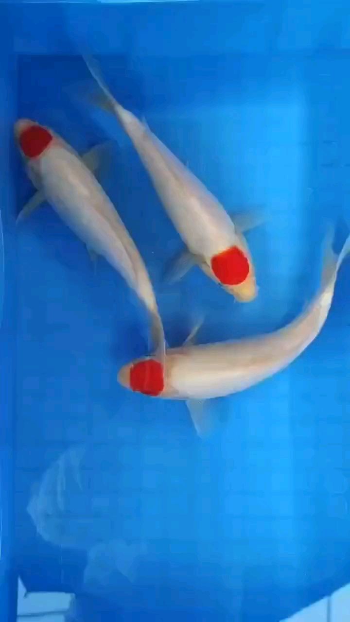 多喜樂少煩擾，周末時光悠然至，早安