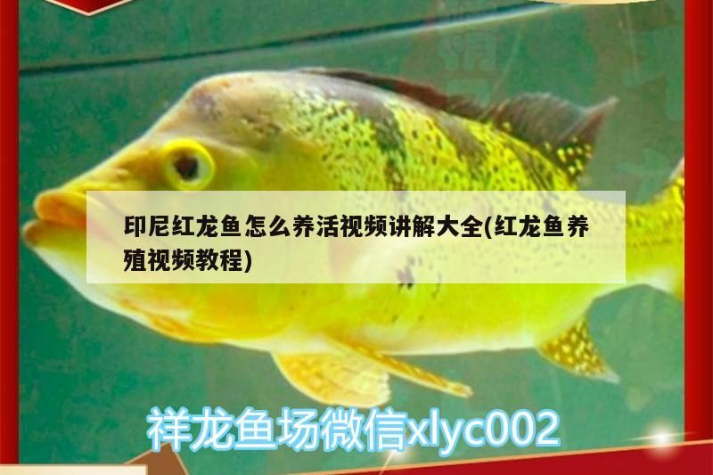 紅龍魚養活全攻略，視頻講解與養殖技巧大揭秘