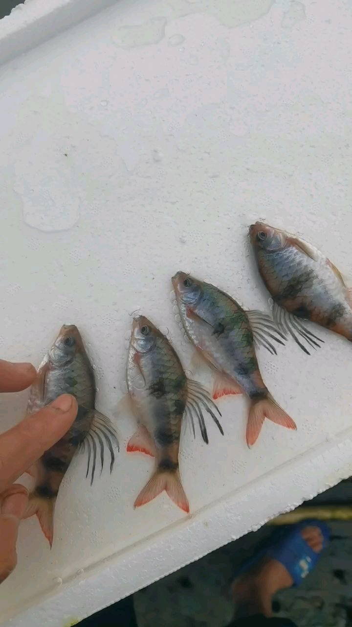 魚缸用增氧泵價格是多少:魚缸增氧機-xtrac增氧機-xtrac增氧機 道金斯鲃,獨特習性、生存現狀與生態科研價值全 龍魚論壇 道金斯鲃,獨特習性、生存現狀與生態科研價值全 道金斯鲃,獨特習性、生存現狀與生態科研價值全 龍魚論壇