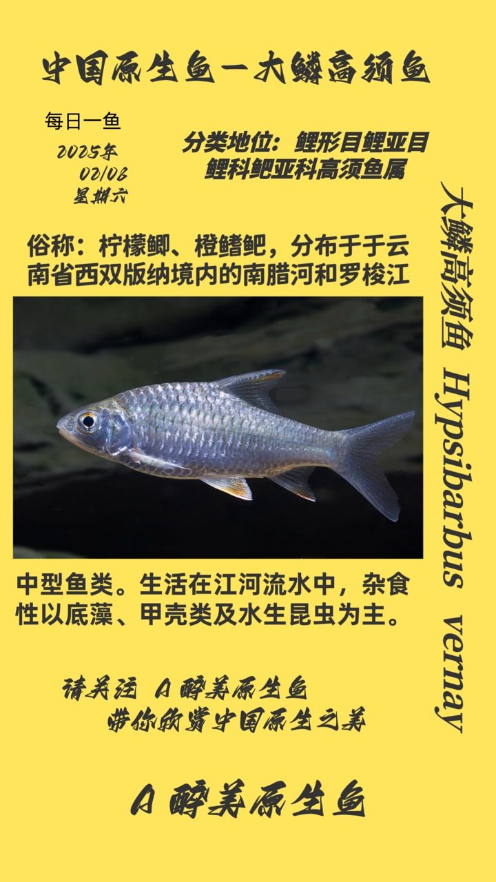 鱗高須魚，獨特習性與生存 鱗高須魚，獨特習性與生存 龍魚論壇