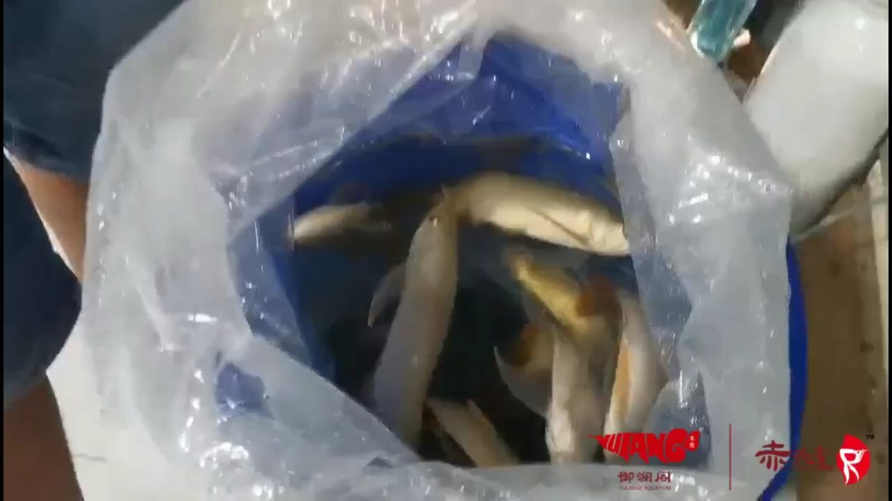 元素紅龍幼魚植入芯片，踏上回國旅程，開啟新