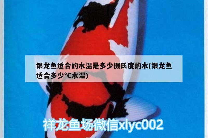 龍魚適宜水溫揭秘，多少攝氏度最