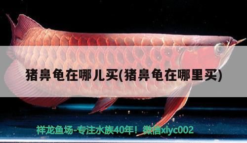 鼻龜購買攻略，哪里買？