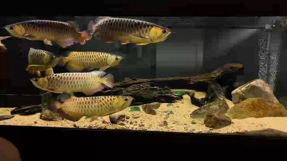 和諧龍魚混養，打造多元共生的觀賞魚生態之美