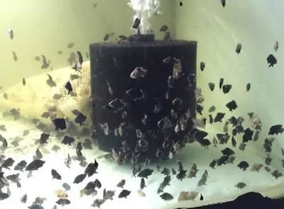 魚苗喂何種飼料長得快？