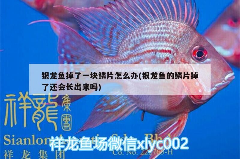 龍魚掉鱗咋辦？鱗片能否再生？